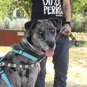 Adopta a Lira