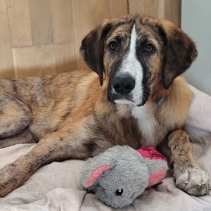 Adopta a Travis