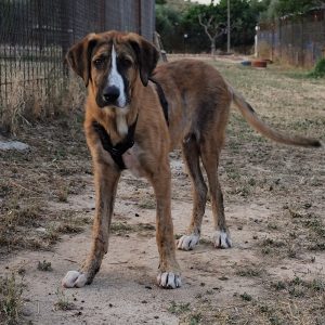 Adopta a Travis
