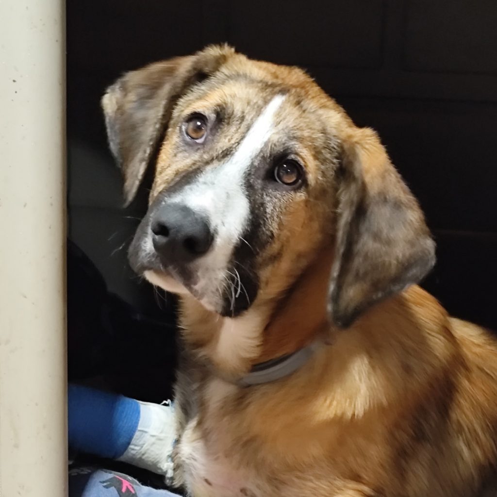 Adopta a Travis