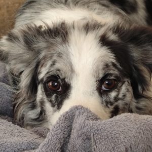 Adopta a Tula