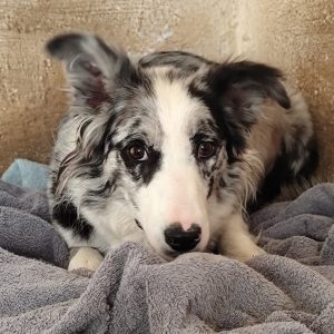 Adopta a Tula
