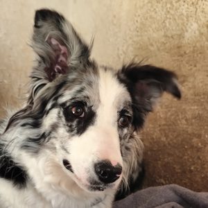 Adopta a Tula
