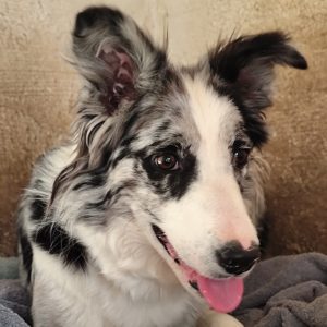 Adopta a Tula