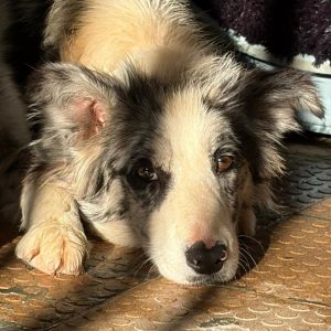 Adopta a Tula