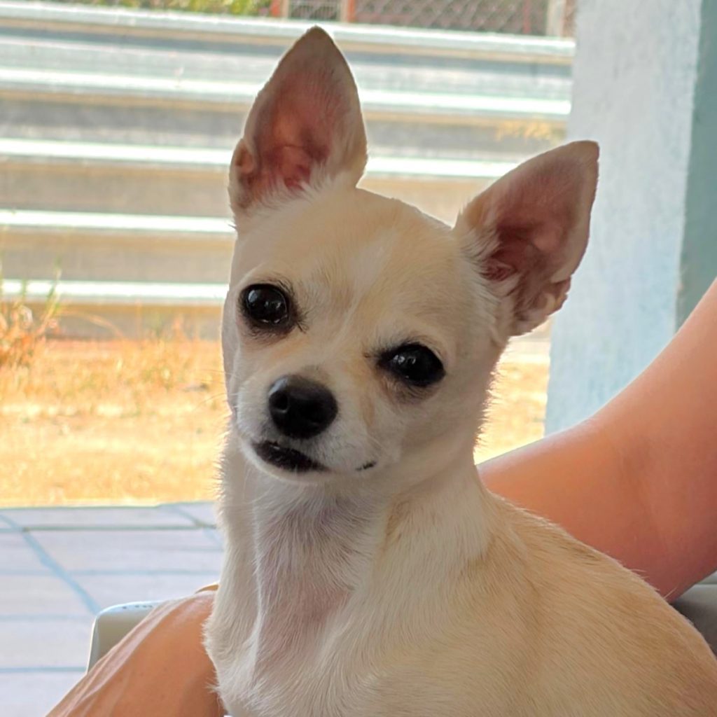 Adopta a Amelie