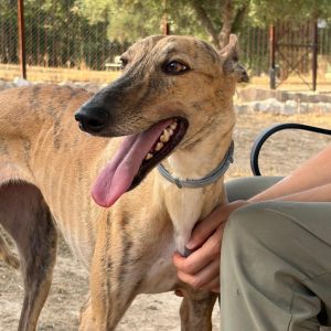 Adopta a Bibi