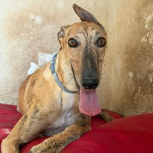 Adopta a Bibi