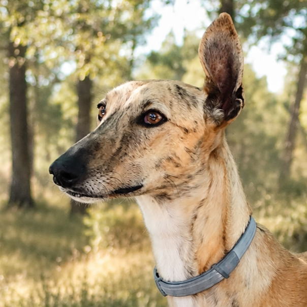 Adopta a Bibi
