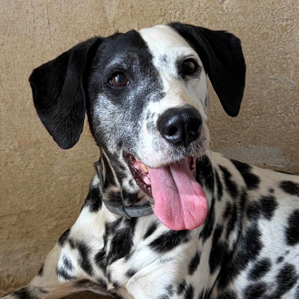 Adopta a Dalma