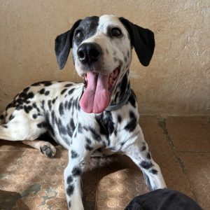 Adopta a Dalma