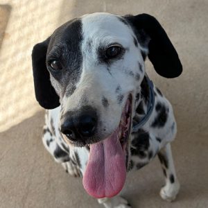 Adopta a Dalma
