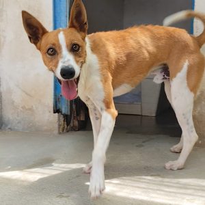 Adopta a Olmo