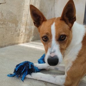 Adopta a Olmo