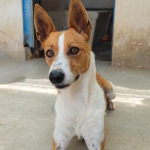 Adopta a Olmo