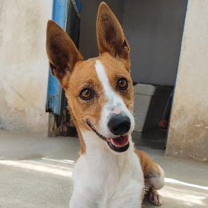 Adopta a Olmo
