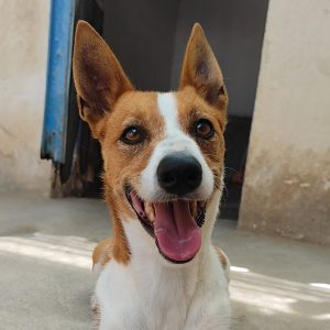 Adopta a Olmo