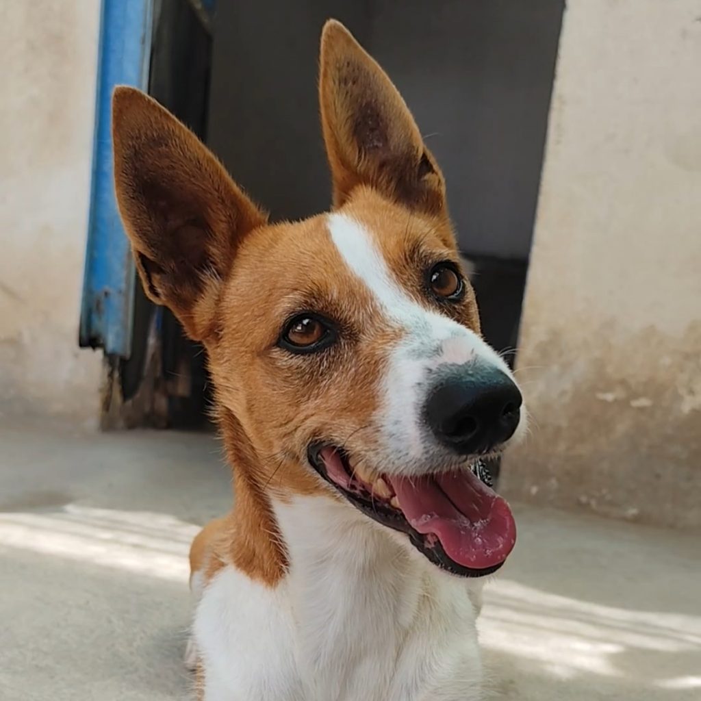 Adopta a Olmo