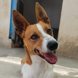 Adopta a Olmo