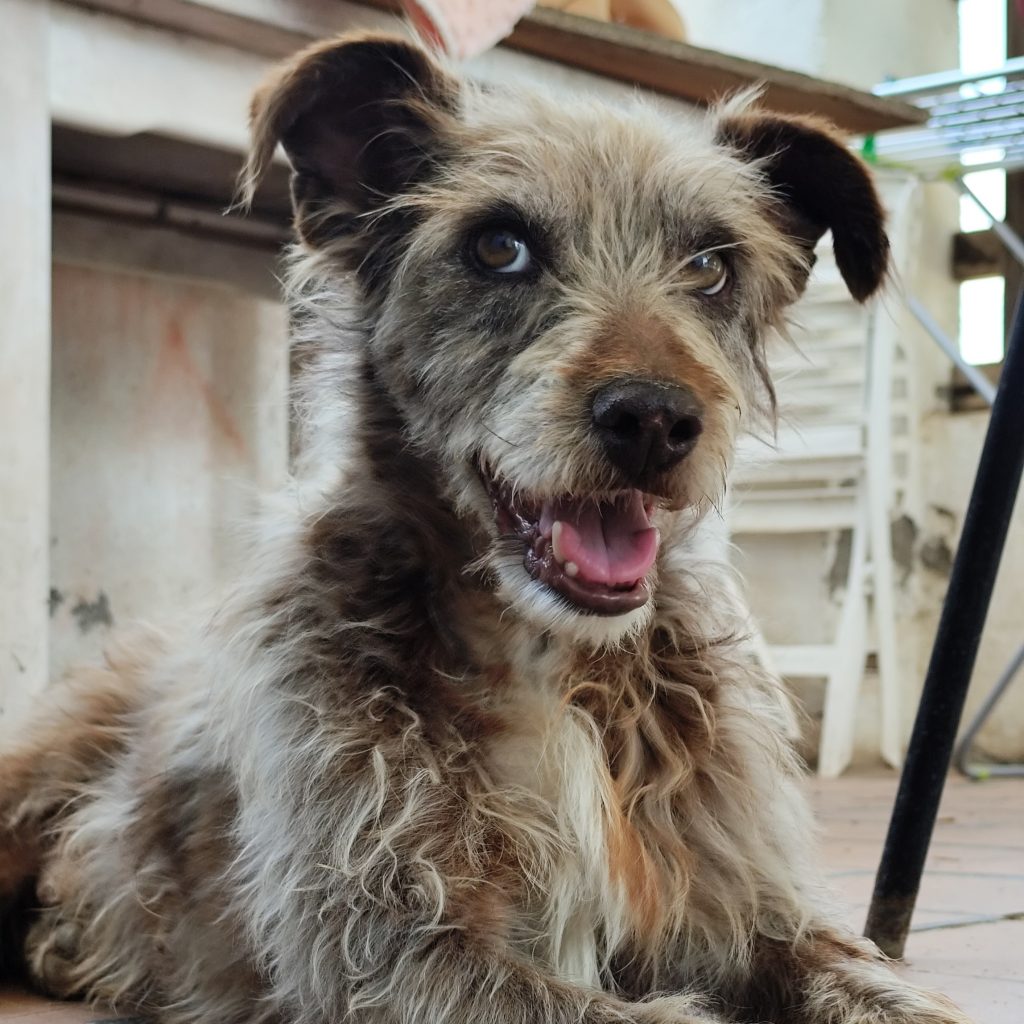 Adopta a Quillo
