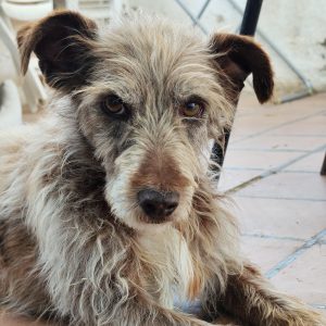 Adopta a Quillo
