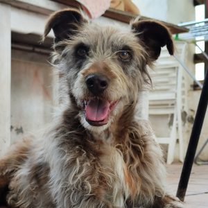 Adopta a Quillo