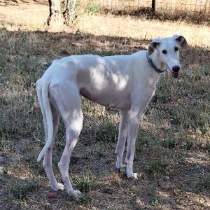 Adopta a Tess