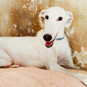 Adopta a Tess