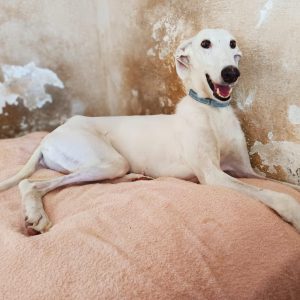 Adopta a Tess