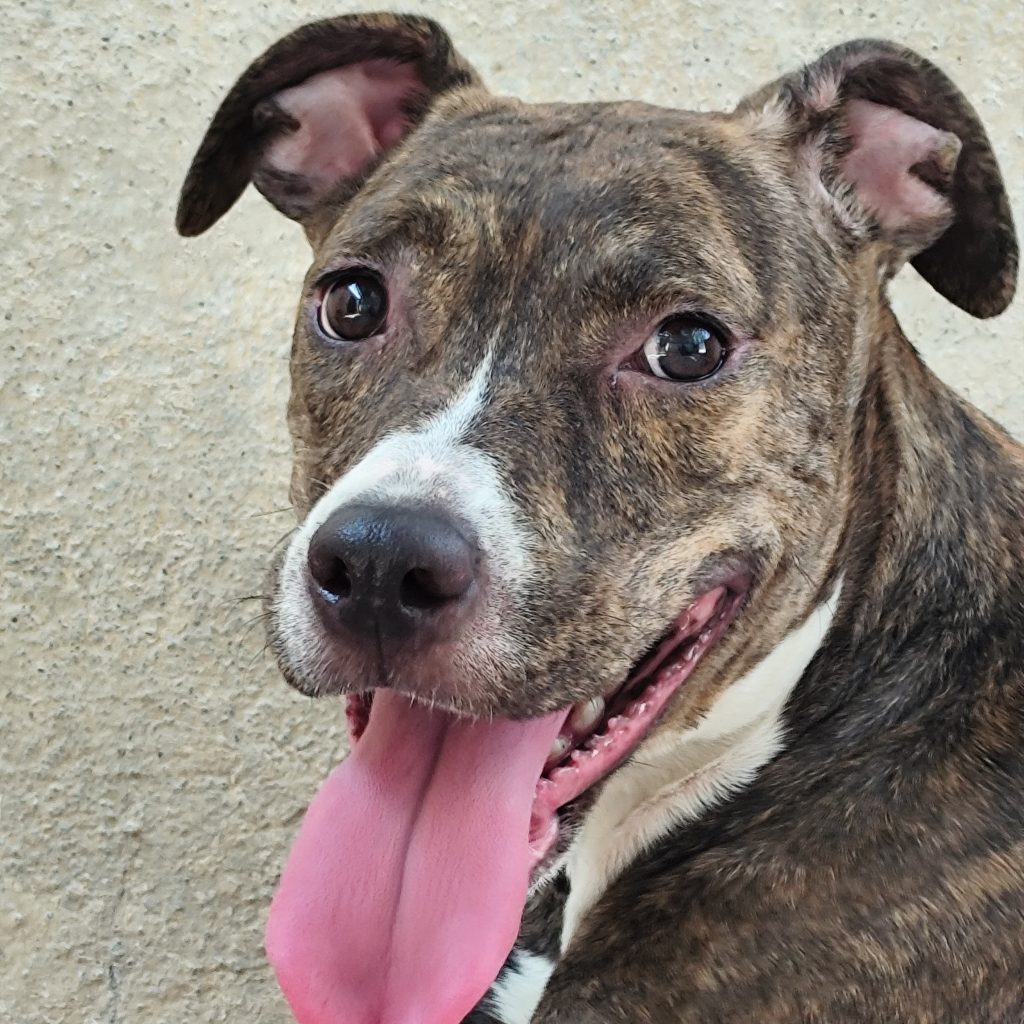 Adopta a Pucca