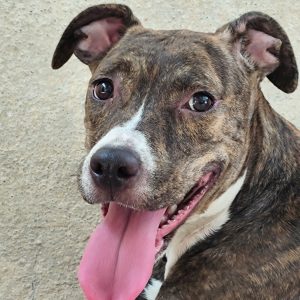 Adopta a Pucca
