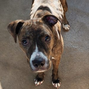 Adopta a Pucca