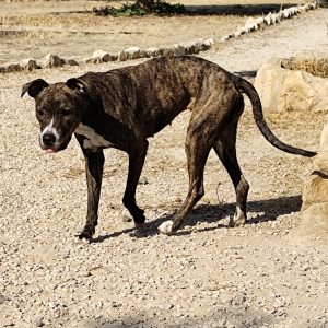 Adopta a Pucca