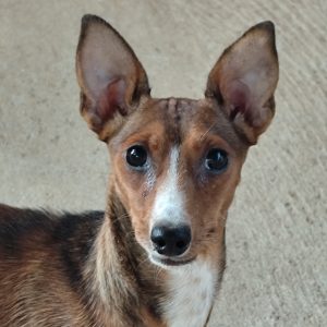 Adopta a Ría