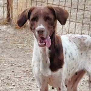 Adopta a Adaya