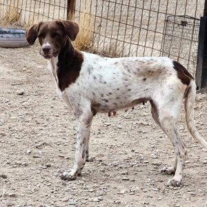 Adopta a Adaya
