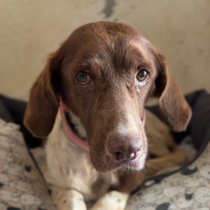 Adopta a Adaya