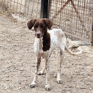 Adopta a Adaya