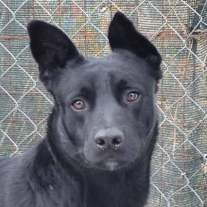 ADopta a Atreyu