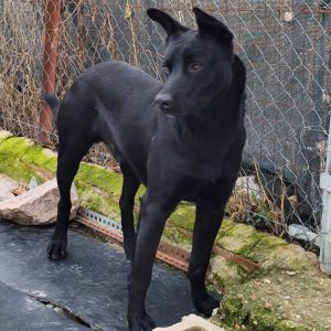 ADopta a Atreyu