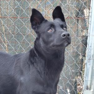 ADopta a Atreyu