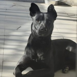 ADopta a Atreyu