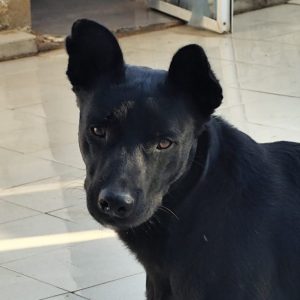 ADopta a Atreyu