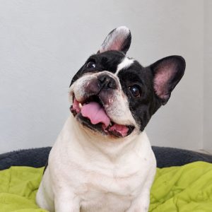 Adopta a Bambi