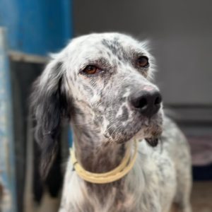Adopta a Belinda