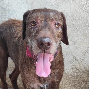 Adopta a Frida