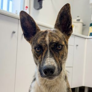 Adopta a Magno
