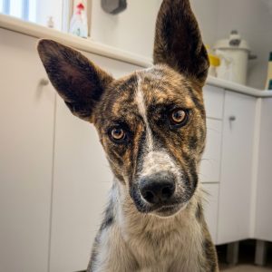 Adopta a Magno