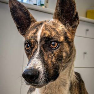 Adopta a Magno
