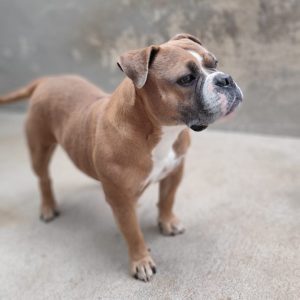 ADopta a Sugar